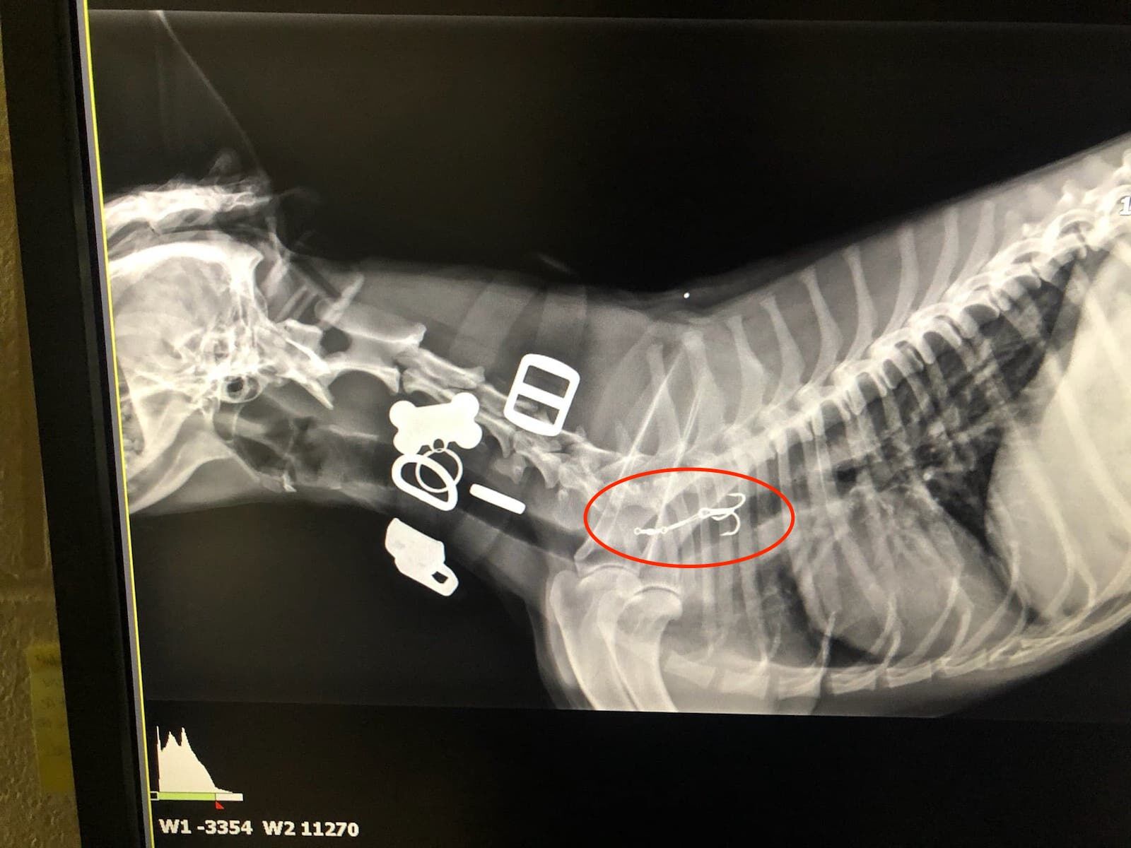 Fish Hook x Ray